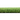 Teegrass 30DT